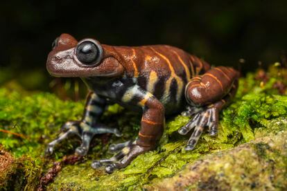 La Rana de chocolate de Antioquia (Hyloscirtus antioquia) es una rana endémica que se encuentra en estado vulnerable, también habita el territorio donde se ubica el 'Montañerito Paisa'.