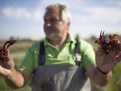 Francisco Galera, pescador desde hace 35 años, con dos cangrejos rojos en Isla Mayor (Sevilla).