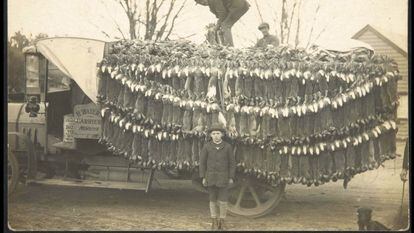 La fotografía, no datada, fue tomada en Braidwood (Nueva Gales del Sur, Australia) a comienzos del siglo XX, donde los cazadores ganaban hasta 12 libras cazando conejos.