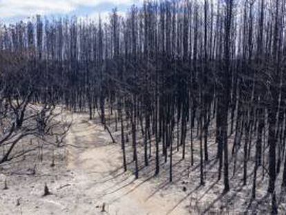 Imagen del pasado día 17 de árboles carbonizados en los incendios de Australia.