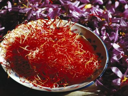 Estigmas rojos junto a las flores moradas del azafr&aacute;n en Consuegra (Toledo).