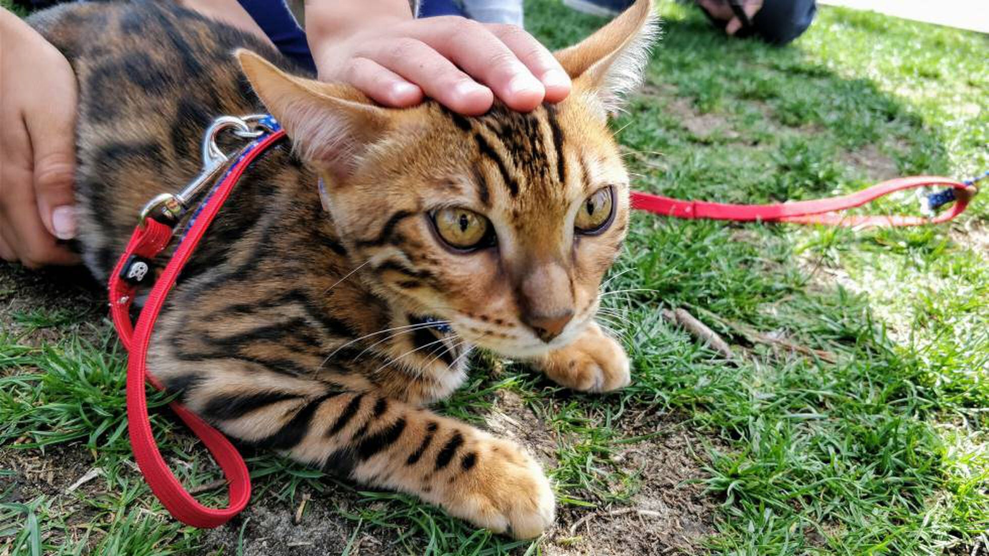 Parque cerrado best sale para gatos