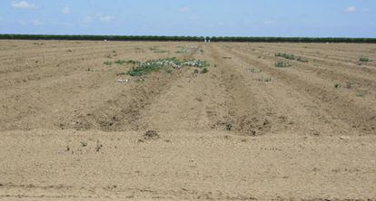 325.000 hect&aacute;reas de tierra cultivable se quedan sin plantar.