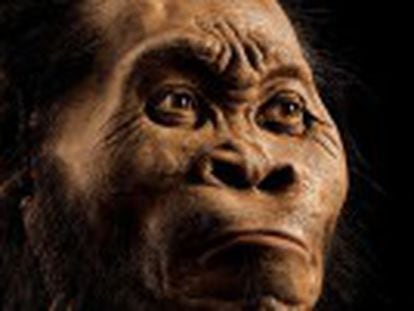 El  Homo naledi , descubierto en Sudáfrica, podría haber hecho uno de los primeros rituales funerarios que se conocen