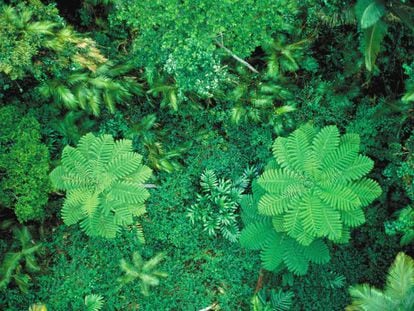 La cubierta vegetal global est&aacute; creciendo a pesar de la deforestaci&oacute;n. En la imagen, la selva de Cairns, en Australia.
