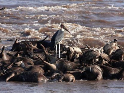 Marabús y buitres se alimentan de ñus ahogados.