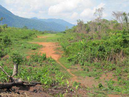 Pista clandestina de aviaci&oacute;n en un &aacute;rea boscosa del oriente de Honduras