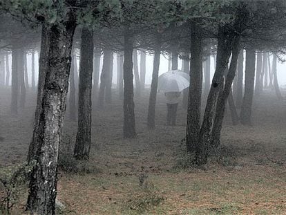 Un bosque de pinos en Orduña (Vizcaya).