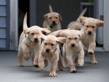 Una camada de cachorros Golden retriever de dos meses.
 NANCY LANE (MEDIANEWS GROUP VIA GETTY IMAGES)