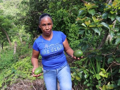 Isabel Murillo, en su finca de aguacates en la comunidad de La Albardía (Honduras).