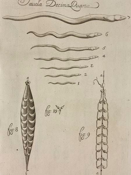 Del 1 al 7, ilustración de las fases de crecimiento de la anguila. Gráfico realizado por Francesco Redi en 1684.