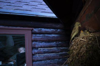 El fotógrafo capta esta curiosa composición en la que se aprecia a un papamoscas alimentar a sus polluelos cerca de una cabaña de las montañas Rocosas, en Montana (EE UU). Padre y madre se alternan en la alimentación de las crías. Quizá escogieran la ubicación, cercana a una casa habitada, para evitar a depredadores, apunta el comunicado difundido por la organización de los premios de fotografía. La fotografía ha triunfado en la categoría de "Naturaleza urbana".