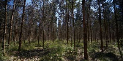Bosque de eucalipto propiedad de Ence.
