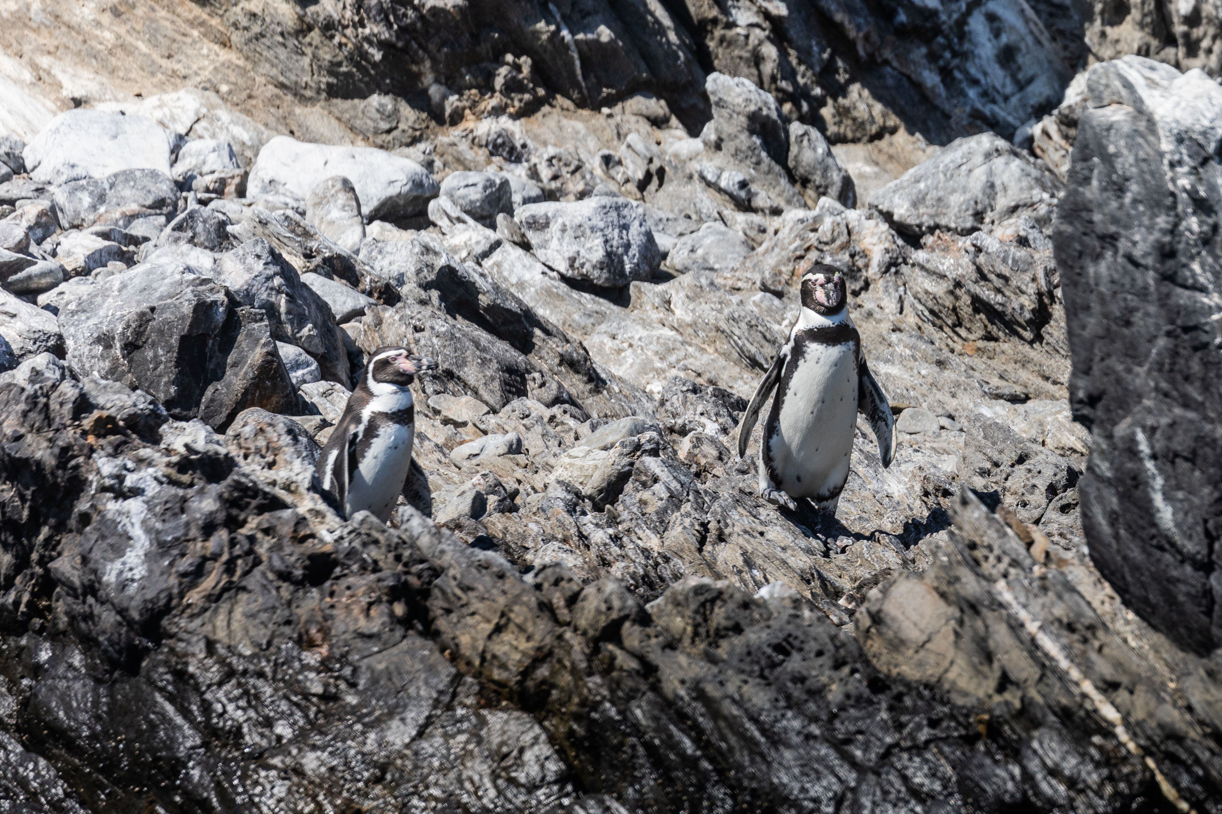 Pingüinos de Humboldt en Isla Foca.