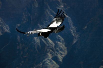 Desde la Cruz del Cóndor, mirador en el valle del Colca, una de las simas más profundas de la tierra, los turistas divisan el vuelo majestuoso de esta ave, la de mayor envergadura de la Tierra.