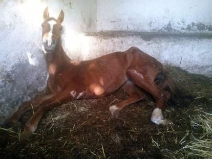 Uno de los caballos desatendidos, en imagen ofrecida por la Asociación Protectora de Animales SOS Bilbao.