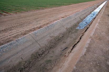 Un canal de riego lleva agua a un campo de alfalfa.
