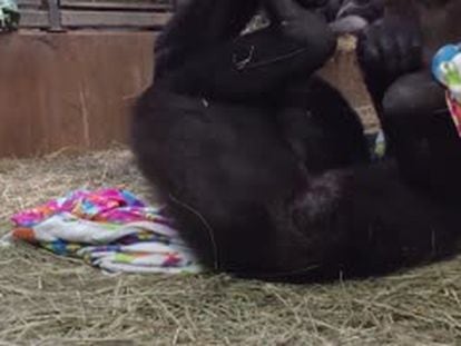 L’emotiu part d’una goril·la en un zoo