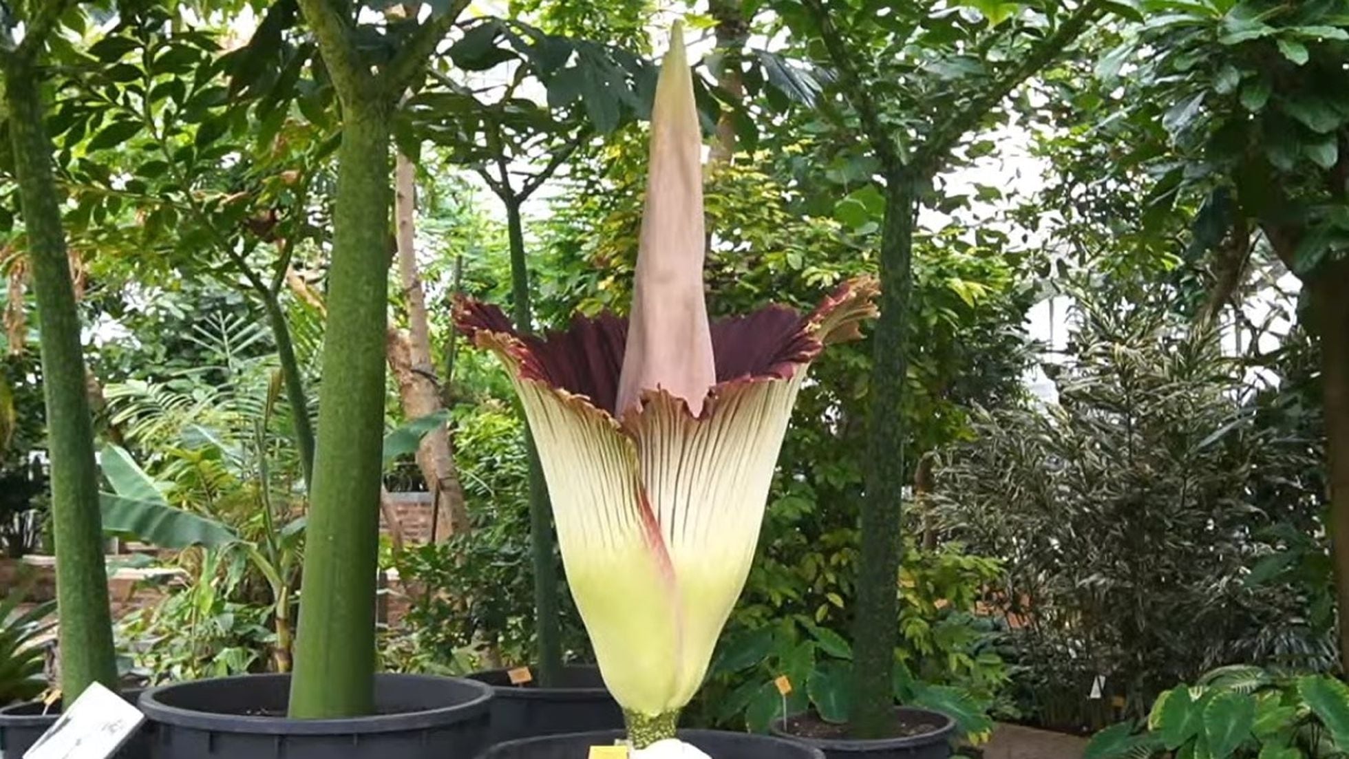 La flor más grande del mundo se abre sin público | Vídeos | EL PAÍS