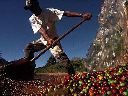 Un trabajador brasileño lava los granos de café aún verdes antes de procesarlos para el consumo.