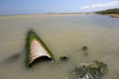 Agua turbia y una tubería llena de algas muestran la degradación del mar Menor, esta semana. 