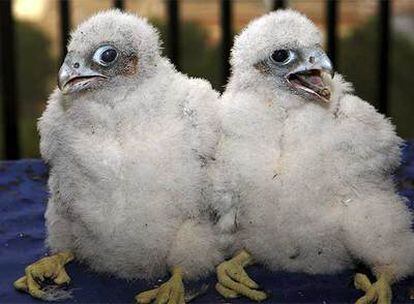 Las dos crías macho de halcón peregrino posan para los fotógrafos.