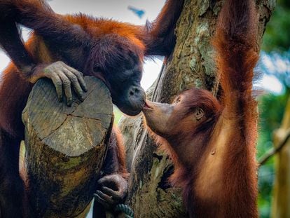 Dos orangutanes besándose en el zoo de Singapur.