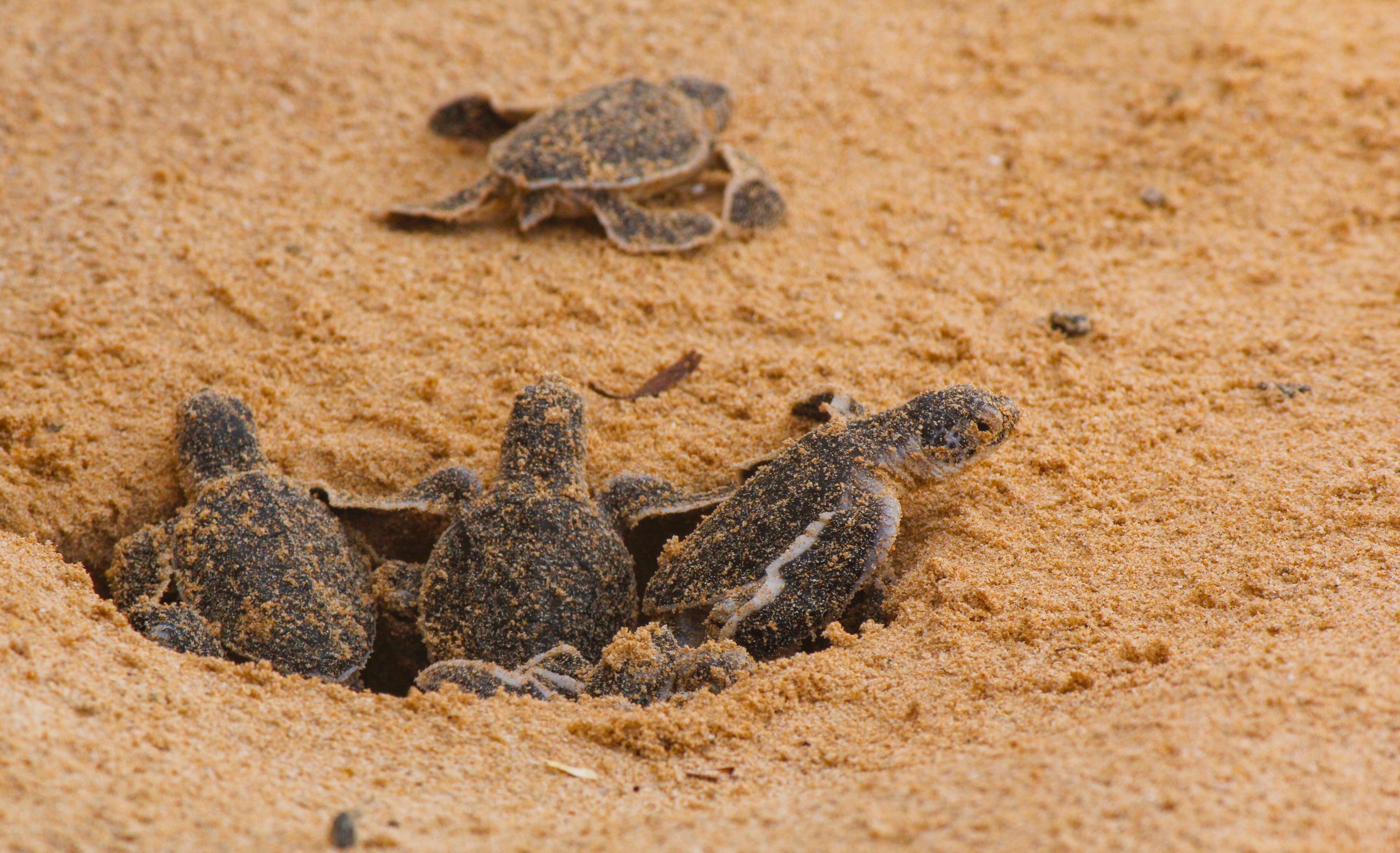 Crías de tortugas boba salen de un nido en una playa de la costa. 
