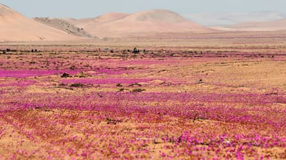 El fenómeno natural conocido como el Desierto Florido que ocurre entre cada 5 y 10 años aproximadamente, en el desierto de Atacama, Caldera (Chile).
