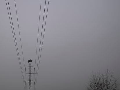 Una cigüeña en su nido situado en el poste de un tendido eléctrico.