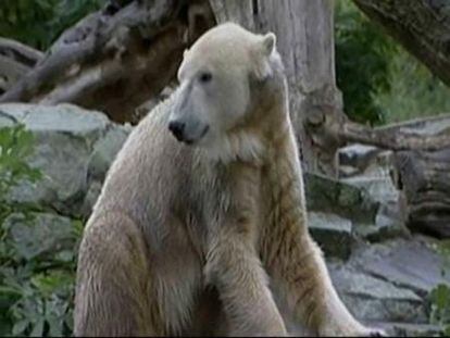 Tristeza en el zoo de Berlín por la muerte del oso Knut