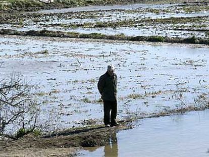 Un vecino de la localidad aragonesa de Gelsa contempla los campos anegados por la riada del Ebro.