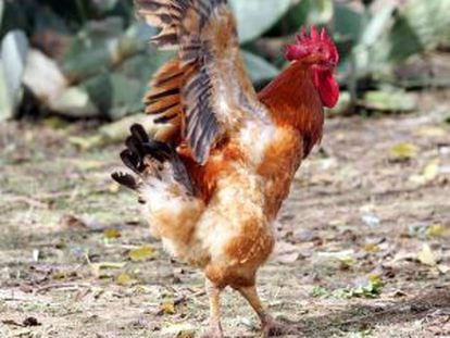 Un gallo en un corral en la localidad sevillana de Palomares del Río.