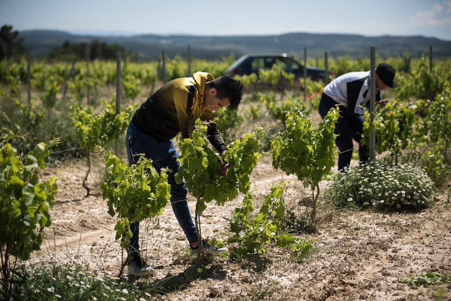 Mohammed Gheziel y Mouad Lmadani, dos jóvenes marroquíes de 18 años, trabajan en unos viñedos de Tarragona.