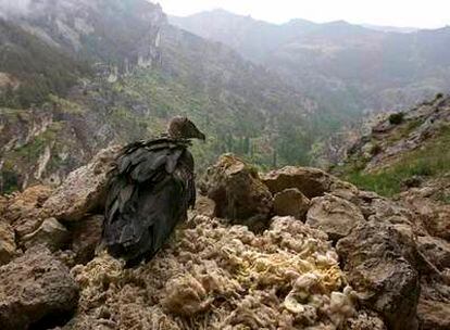 Uno de los ejemplares de quebrantahuesos liberados hoy