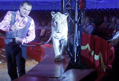 Enrique Polo pasea a 25 centímetros del público a uno de sus tigres blancos en un momento de su actuación.