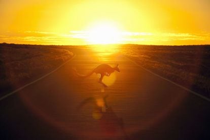 De la divertida lectura de 'El canguro alcohólico' o 'El koala asesino', de Kenneth Cook (1929-1987), autor de una serie de relatos en clave de humor sobre la vida en el Outback, el interior de Australia, se deduce que en el país mandan los animales (hay 23 millones de personas frente a 50 millones de canguros). Su red de carreteras está plagada de señales negras y amarillas en las que se advierte de la presencia de estos marsupiales, y conducir a la caída del sol pone en alerta a los automovilistas porque a esa hora comienzan a buscar agua y comida y a menudo saltan sin mirar a la carretera, como el canguro de la foto, tomada en la ruta a Broken Hill, una aislada localidad minera del interior de Nueva Gales del Sur. La excéntrica fauna australiana incluye al cocodrilo marino, de hasta diez metros de largo y dos toneladas de escamas, garras y dientes; 14 de las serpientes más venenosas que existen, arañas mortíferas y animales extraordinarios como el ornitorrinco.