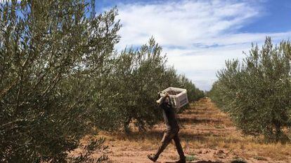 Devico comercializa aceite en Estados Unidos proceente de sus cultivos de Marruecos (en la imagen) a trav&eacute;s de su marca Pompeian. 