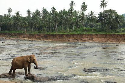 Un elefante se baña en el orfanato para paquidermos en Pinnawela, al suroeste de Sri Lanka.