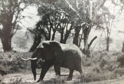 Un elefant fotografiat per Pallejá a Àfrica en els anys seixanta.