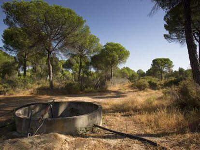 Captación ilegal en Lucena del Puerto, en el entorno de Doñana.