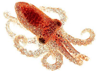 Una cría de pulpo de dos manchas de California.