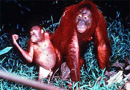 Dos orangutanes.