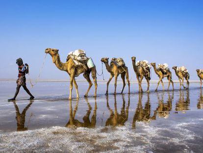 Una caravana de sal en la depresesi&oacute;n de Danakil, al norte de Etiop&iacute;a.