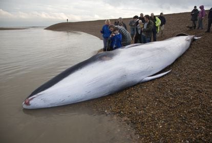 Un ejemplar joven de ballena de aleta, varada en Suffolk (Inglaterra).