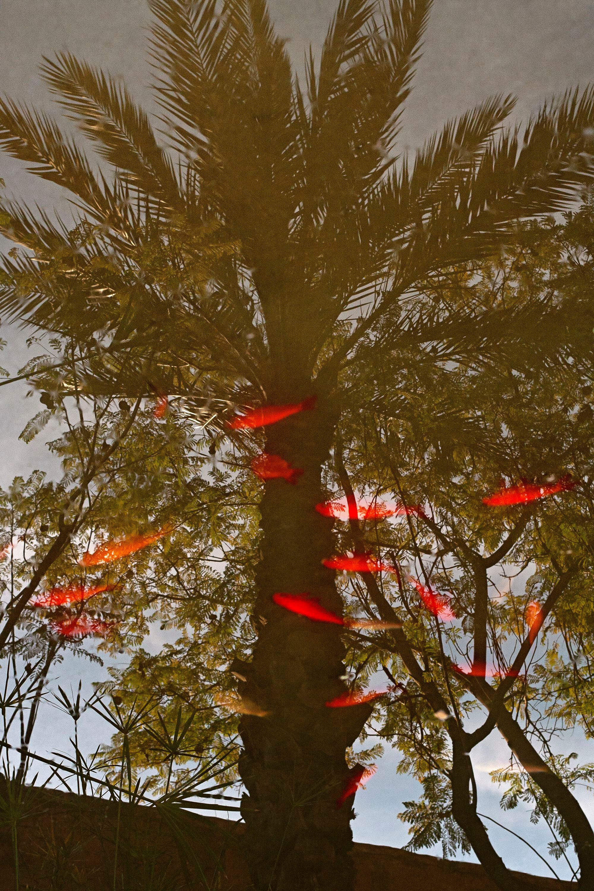 Una palmera reflejada en un estanque con carpas naranjas.
