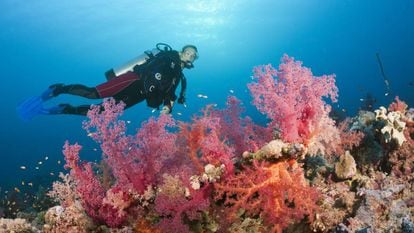 Coral en el Mar Rojo, en Egipto.