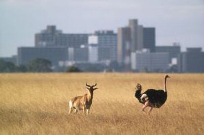 Un topi y un avestruz en el parque nacional de Nairobi (Kenia), con el perfil urbano de la ciudad al fondo.