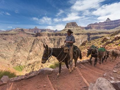 La geología se convierte en una ciencia emocionante en los grandes cañones del suroeste de los Estados Unidos. En la imagen, un hombre avanza a lomos de un burro ante el imponente paisaje del parque nacional del Gran Cañón del Colorado, en Arizona.