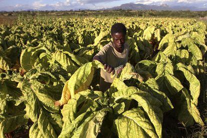 Un agricultor cosecha hojas de tabaco en una granja de Zimbabue.